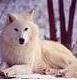 Avatar de White Wolf